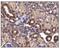 Solute Carrier Family 2 Member 4 antibody, PA5-23052, Invitrogen Antibodies, Immunohistochemistry frozen image 