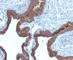 Keratin 7 antibody, V2657IHC-7ML, NSJ Bioreagents, Immunohistochemistry frozen image 