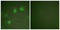 GATA Binding Protein 3 antibody, LS-C117899, Lifespan Biosciences, Immunofluorescence image 