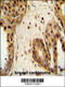 Signal Transducer And Activator Of Transcription 2 antibody, 58-173, ProSci, Immunohistochemistry paraffin image 