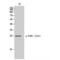 Fas Associated Via Death Domain antibody, LS-C381434, Lifespan Biosciences, Western Blot image 