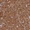 Katanin Regulatory Subunit B1 antibody, NBP1-87413, Novus Biologicals, Immunohistochemistry frozen image 