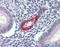 Dimethylarginine Dimethylaminohydrolase 2 antibody, 27-196, ProSci, Immunohistochemistry frozen image 
