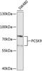 Proprotein Convertase Subtilisin/Kexin Type 9 antibody, 23-233, ProSci, Western Blot image 