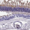 Phosphodiesterase 6A antibody, HPA016970, Atlas Antibodies, Immunohistochemistry frozen image 