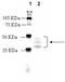 Opioid Receptor Kappa 1 antibody, ADI-905-799-100, Enzo Life Sciences, Western Blot image 