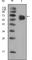 CD334 antibody, abx015712, Abbexa, Western Blot image 