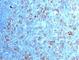 Cyclin Dependent Kinase 1 antibody, V7171SAF-100UG, NSJ Bioreagents, Immunofluorescence image 