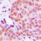 Macrophage erythroblast attacher antibody, LS-C354134, Lifespan Biosciences, Immunohistochemistry paraffin image 