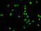 Histone Cluster 4 H4 antibody, LS-C675336, Lifespan Biosciences, Immunofluorescence image 