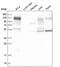 Ankyrin-3 antibody, NBP2-58275, Novus Biologicals, Western Blot image 