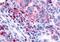 Histamine Receptor H4 antibody, orb85089, Biorbyt, Immunohistochemistry paraffin image 