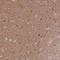 Mitogen-Activated Protein Kinase 11 antibody, NBP2-48826, Novus Biologicals, Immunohistochemistry frozen image 