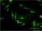 Phosphodiesterase 6D antibody, H00005147-M05, Novus Biologicals, Immunocytochemistry image 