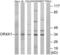 Olfactory Receptor Family 4 Subfamily X Member 1 (Gene/Pseudogene) antibody, LS-C120880, Lifespan Biosciences, Western Blot image 