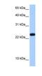 Chromosome 19 Open Reading Frame 24 antibody, NBP1-57556, Novus Biologicals, Western Blot image 