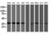 O-Sialoglycoprotein Endopeptidase antibody, LS-C173008, Lifespan Biosciences, Western Blot image 