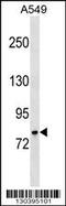 Galactosidase Beta 1 antibody, 59-277, ProSci, Western Blot image 