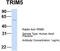 Tripartite Motif Containing 5 antibody, TA345468, Origene, Western Blot image 