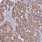 WD Repeat Domain 17 antibody, HPA042766, Atlas Antibodies, Immunohistochemistry frozen image 