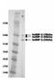 Heterogeneous Nuclear Ribonucleoprotein A1 antibody, orb76661, Biorbyt, Western Blot image 