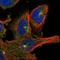 Hook Microtubule Tethering Protein 3 antibody, NBP1-81743, Novus Biologicals, Immunofluorescence image 