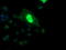 ETS Proto-Oncogene 2, Transcription Factor antibody, LS-C174304, Lifespan Biosciences, Immunofluorescence image 