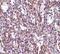 Sim antibody, PA5-20371, Invitrogen Antibodies, Immunohistochemistry frozen image 