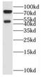 SH3 Domain Binding Protein 1 antibody, FNab07829, FineTest, Western Blot image 