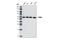 Pyruvate Kinase M1/2 antibody, 3106S, Cell Signaling Technology, Western Blot image 