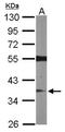 Ras Association Domain Family Member 2 antibody, NBP1-32571, Novus Biologicals, Western Blot image 