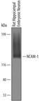Neural Cell Adhesion Molecule 1 antibody, AF6070, R&D Systems, Western Blot image 