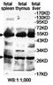 TNF Receptor Superfamily Member 4 antibody, orb78145, Biorbyt, Western Blot image 