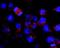 Kinesin Family Member 5B antibody, SM3118P, Origene, Immunofluorescence image 