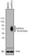 Arginine Vasopressin Receptor 1A antibody, 702609, Invitrogen Antibodies, Western Blot image 