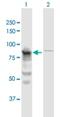 Glutaminyl-TRNA Synthetase antibody, H00005859-B01P, Novus Biologicals, Western Blot image 