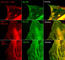 Myosin Light Chain 12B antibody, MP3461, ECM Biosciences, Immunocytochemistry image 