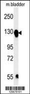 Integrin Subunit Alpha 5 antibody, 61-961, ProSci, Western Blot image 