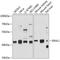 GTPase Era, mitochondrial antibody, A11370, Boster Biological Technology, Western Blot image 