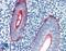 Mucin 16, Cell Surface Associated antibody, LS-B9362, Lifespan Biosciences, Immunohistochemistry frozen image 