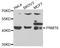 Protein Arginine Methyltransferase 6 antibody, orb373783, Biorbyt, Western Blot image 