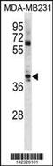 Atonal BHLH Transcription Factor 1 antibody, 60-926, ProSci, Western Blot image 