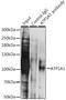 ATPase Na+/K+ Transporting Subunit Alpha 1 antibody, LS-B13294, Lifespan Biosciences, Immunoprecipitation image 