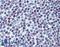 Autoantigen NOR-90 antibody, LS-B6166, Lifespan Biosciences, Immunohistochemistry frozen image 