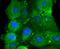 Fibroblast Growth Factor 21 antibody, NBP2-67275, Novus Biologicals, Immunofluorescence image 