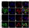 Protein Kinase C Beta antibody, 711462, Invitrogen Antibodies, Immunofluorescence image 