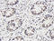 Tryptase Alpha/Beta 1 antibody, orb6398, Biorbyt, Immunohistochemistry paraffin image 