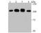 Splicing Factor Proline And Glutamine Rich antibody, A02243-1, Boster Biological Technology, Western Blot image 