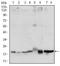 S-Phase Kinase Associated Protein 1 antibody, NBP2-37539, Novus Biologicals, Western Blot image 