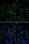 Chromobox 8 antibody, 22-062, ProSci, Immunofluorescence image 